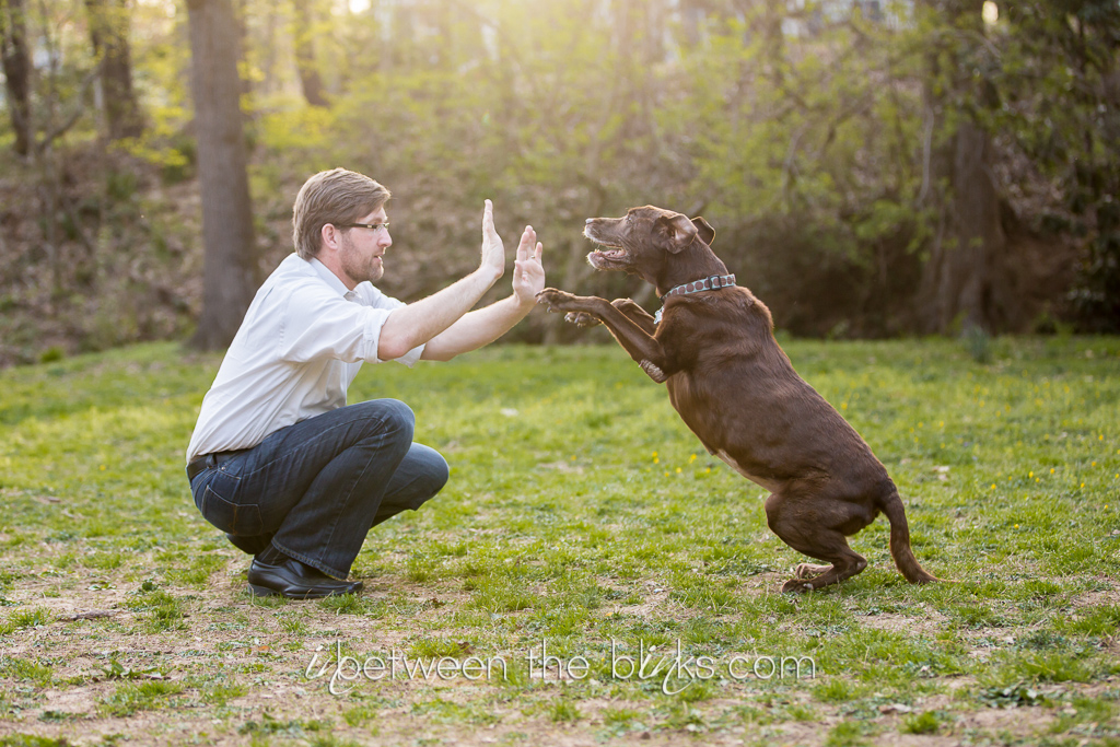 Cally the Senior Chocolate Lab and her sister Emma – Raleigh pet photographer