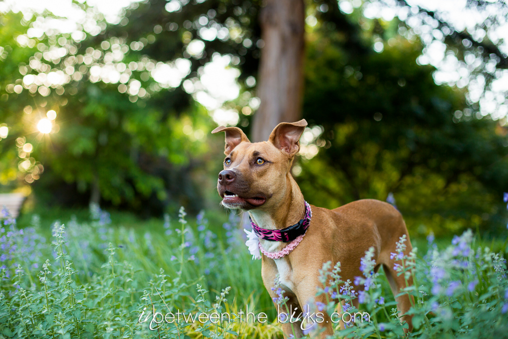 Ginger introduces her wild sister Blayze – Raleigh dog photographer