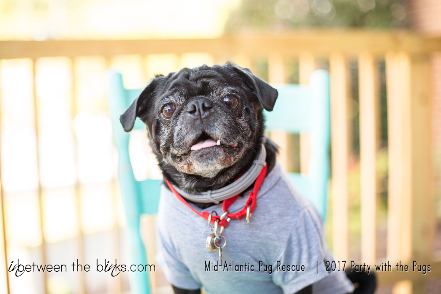 Party with the Pugs 2017 – Mid Atlantic Pug Rescue