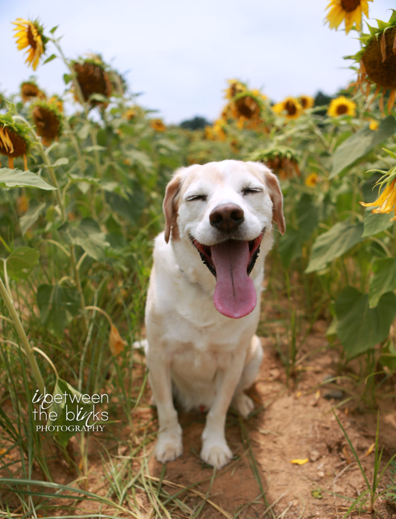Baxter in the sunflower field