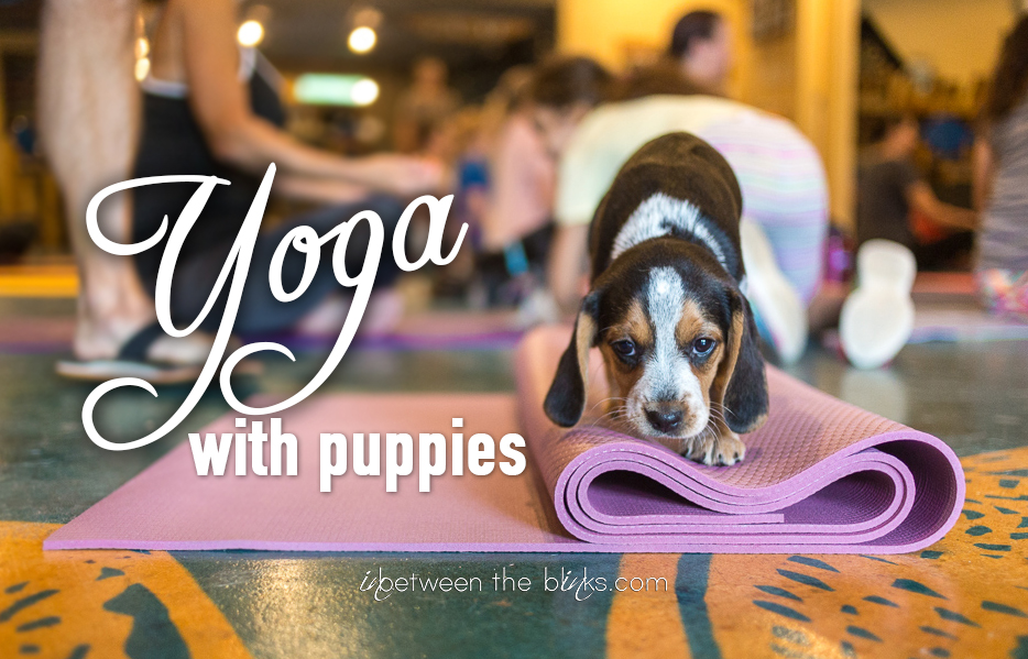 Yoga with puppies – Triangle Beagle Rescue