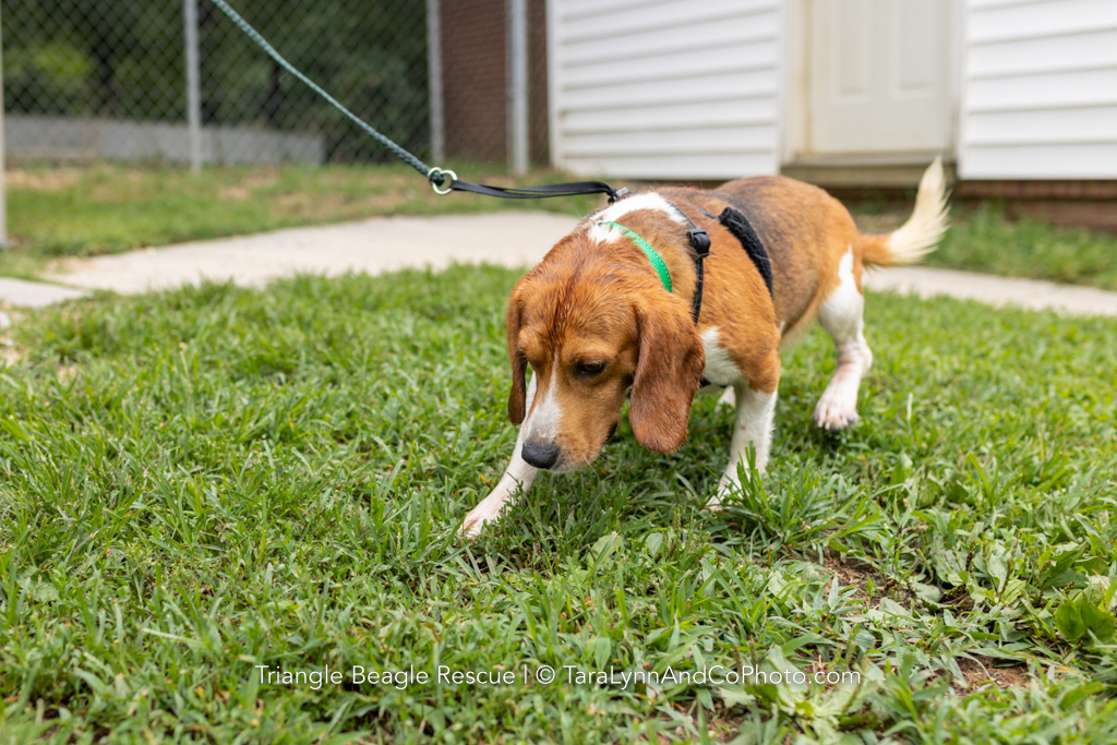 Beagles Rescued from Envigo Breeding Facility Arrive In Raleigh