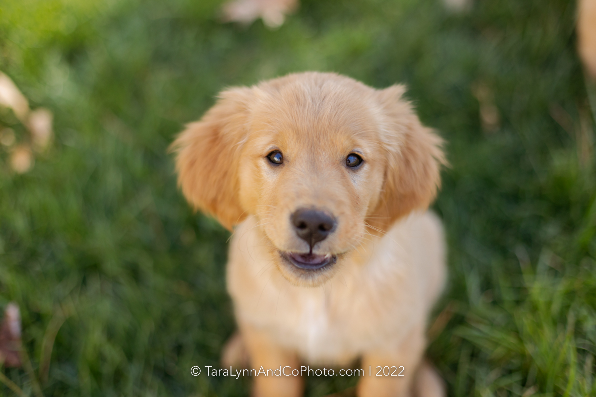 8 Essentials for Your New Puppy